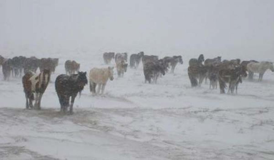Өвөрхангай, Дундговь, Дорноговийн нутгаар цас орж, цасан шуурга шуурна