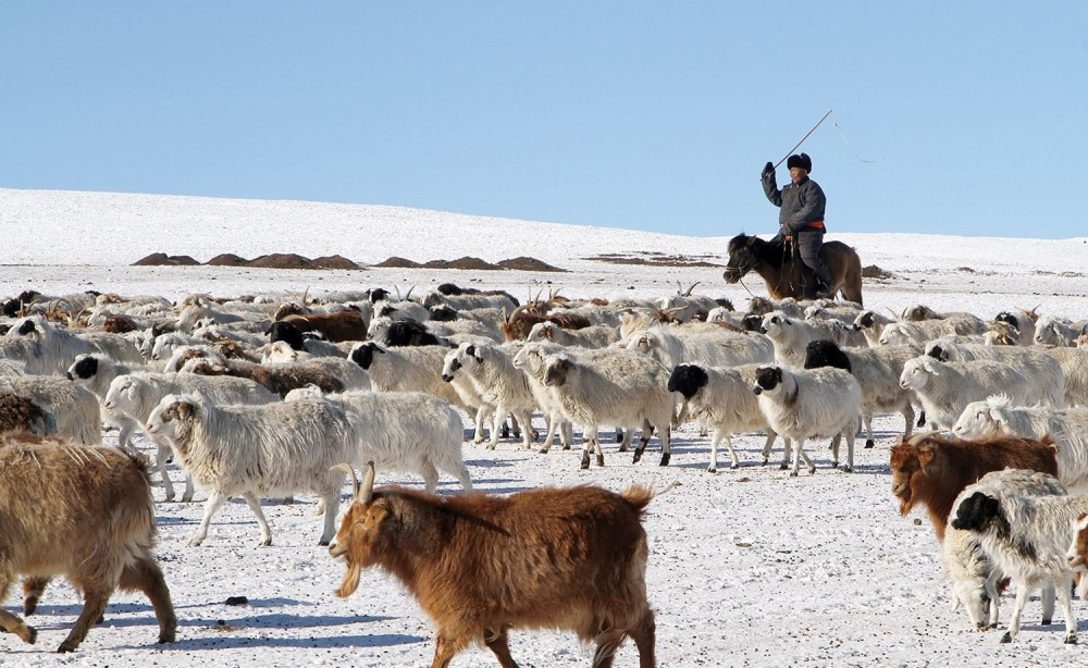 Мах, сүү хямдрахгүй атлаа малчдын НДШ-ийг төр төлөх ёстой юу?