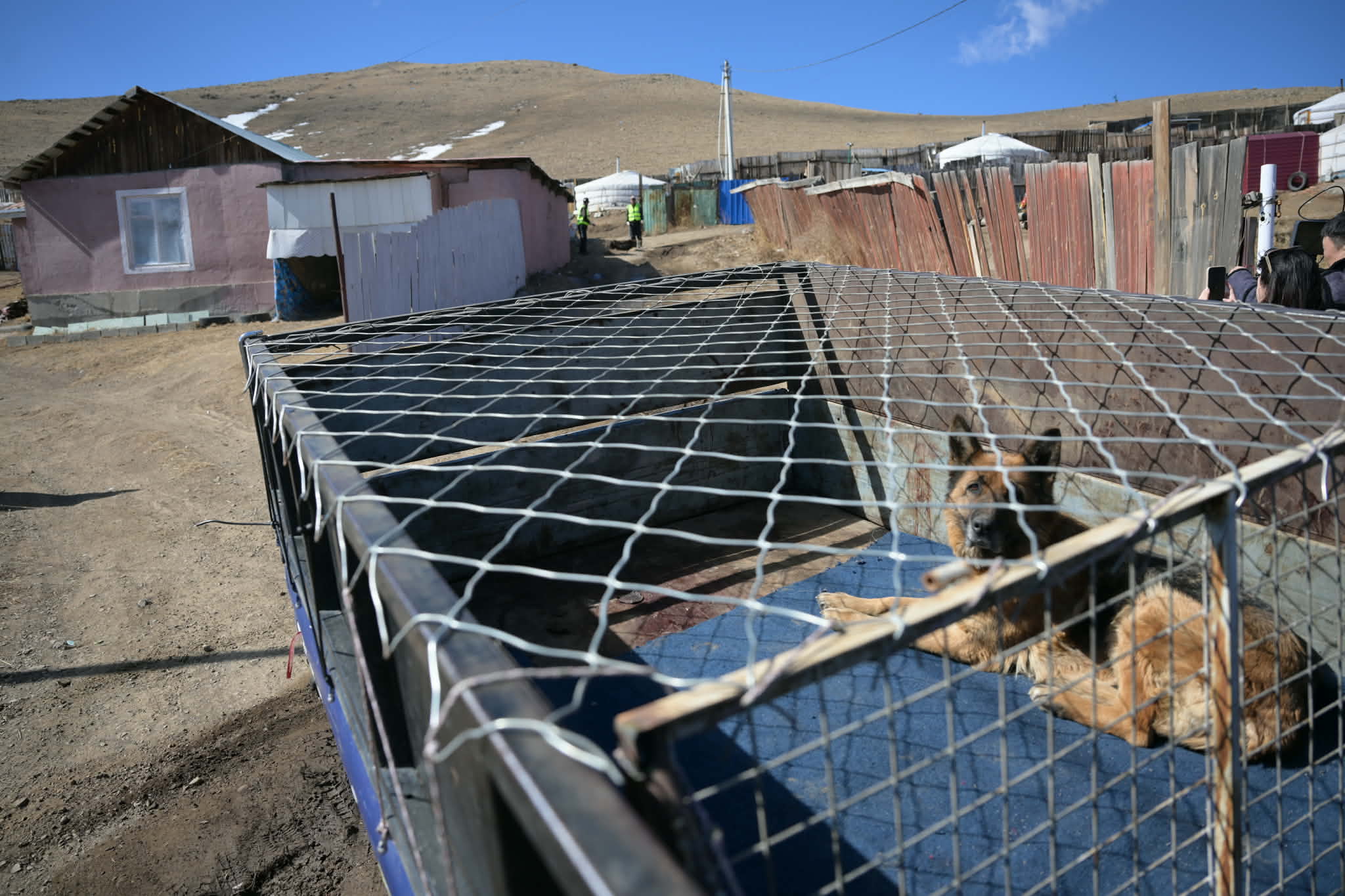  Нохой, муураа тэжээх боломжгүй болсон тохиолдолд түр асрах байранд шилжүүлэх, эзэнтэй болгохыг уриалж байна