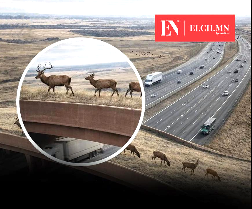 Хойд Америкийн хамгийн том амьтны гүүрэн гарцыг Колорадо муж нээлээ