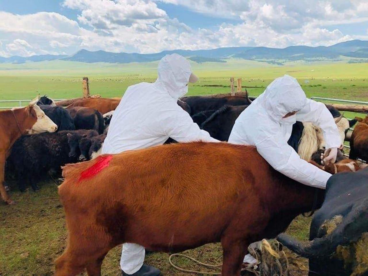Шүлхийн голомтыг бүрэн хяналтад авч, хариу арга хэмжээг зохион байгуулж байна