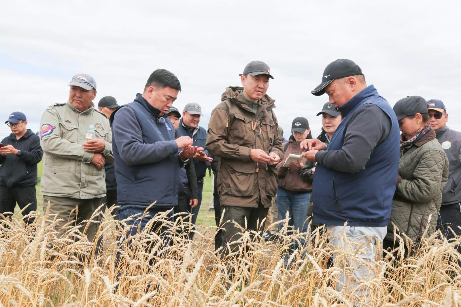 Сэлэнгэ аймаг 421.4 мянган тонн ургац хураан авна