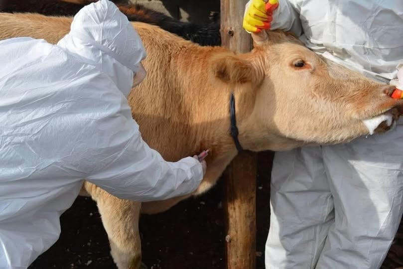 Мал, амьтны шүлхий өвчний SAT-1 хэвшлийн дэгдэлтийн эсрэг хариу арга хэмжээг хэрэгжүүлж байна